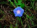 02-novemeber-2009-st-lucia-blue-flower.JPG