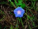 02-novemeber-2009-st-lucia-blue-flower.JPG