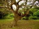 02-novemeber-2009-st-lucia-marys-tree.JPG