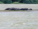 02-novemeber-2009-st-lucia-resting-hippos.JPG