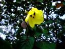 02-novemeber-2009-st-lucia-yellow-flower.JPG
