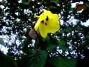 02-novemeber-2009-st-lucia-yellow-flower.JPG