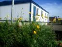 07-nov-2009-esk-chapel-flowers.JPG