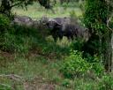 09-nov-2009-umfolozi-buffalo-bull-looking-at-me-close-up.jpg