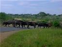 09-nov-2009-umfolozi-buffalo-crossing-road-2.JPG