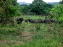 09-nov-2009-umfolozi-buffalo-grazing-5.JPG