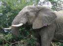 09-nov-2009-umfolozi-elephant-close-up-of-full-side-head-view.jpg