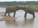 09-nov-2009-umfolozi-elephant-kissing-at-umfolozi-river-4.jpg