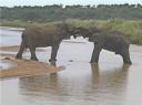 09-nov-2009-umfolozi-elephant-kissing-at-umfolozi-river-4.jpg