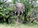 09-nov-2009-umfolozi-elephant-staring-at-us.jpg