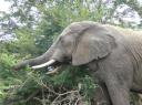 09-nov-2009-umfolozi-elephant-up-close-eating3.jpg