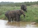 09-nov-2009-umfolozi-elephants-at-umfolozi-river.JPG