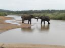 09-nov-2009-umfolozi-elephants-greeting-at-ulfolozi-river.JPG