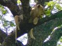 09-nov-2009-umfolozi-lion-in-tree-good.JPG