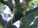 09-nov-2009-umfolozi-lion-in-tree-umfolozi.JPG