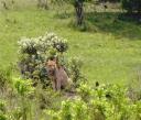 09-nov-2009-umfolozi-lioness-hiding-from-her-prey.jpg