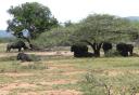 09-nov-2009-umfolozi-rhino-wildebeests-cropped.jpg