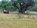 09-nov-2009-umfolozi-rhinos-lying-down.JPG