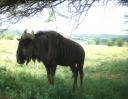 09-nov-2009-umfolozi-wildebeest-up-close-2.JPG