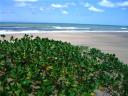 22-october-2009-ocean-view-across-dunes-pd.JPG