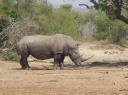 9-21-rhino-at-umfolozi-big-side-view.JPG