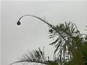 nov-16-18-2009-durban-bird-nest-in-palm-tree.JPG