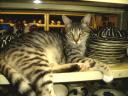 05-march-2010-pottery-shop-stripe-cat-on-shelf-close.JPG
