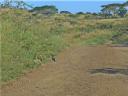 12-april-2010-game-drive-umfolozi-cape-glossy-starling-on-road.JPG