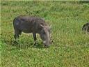 12-april-2010-game-drive-umfolozi-family-of-warthogs-2.JPG