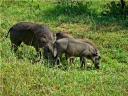 12-april-2010-game-drive-umfolozi-family-of-warthogs-3.JPG