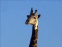 12-april-2010-game-drive-umfolozi-giraffe-good-front-headshot.JPG