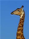 12-april-2010-game-drive-umfolozi-giraffe-great-side-head-shot.JPG