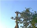 12-april-2010-game-drive-umfolozi-giraffe-looking-at-us-through-tree.JPG
