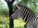 12-april-2010-game-drive-umfolozi-good-head-shot-of-zebra.JPG