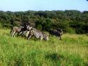 12-april-2010-game-drive-umfolozi-group-of-zebras.JPG