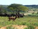 12-april-2010-game-drive-umfolozi-impala-passing-wildebeest.JPG