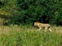 12-april-2010-game-drive-umfolozi-lion-on-move.JPG