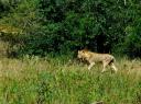 12-april-2010-game-drive-umfolozi-lion-on-move.JPG