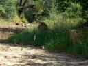 12-april-2010-game-drive-umfolozi-male-lion-and-cub-in-grass-2.JPG