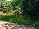 12-april-2010-game-drive-umfolozi-male-lion-moving.JPG