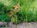 12-april-2010-game-drive-umfolozi-other-lion-in-grass-looking.JPG