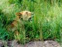 12-april-2010-game-drive-umfolozi-other-lion-in-grass-yawning.JPG