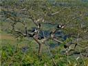 12-april-2010-game-drive-umfolozi-pied-crow-in-tree.JPG