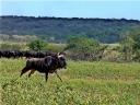 12-april-2010-game-drive-umfolozi-wildebeest-running.JPG