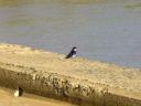 12-april-2010-game-drive-umfolozi-wire-tailed-swallow.JPG