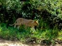 12-april-2010-game-drive-umfolozi-young-lion-moving.JPG