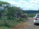 12-april-2010-game-drive-umfolozi-zebras-resting-on-each-other-1.JPG