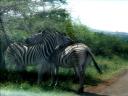12-april-2010-game-drive-umfolozi-zebras-resting-on-each-other-2.JPG