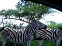 12-april-2010-game-drive-umfolozi-zebras-resting-on-each-other-3.JPG