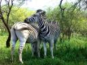 12-april-2010-game-drive-umfolozi-zebras-resting-on-each-other-4.JPG